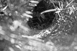 Tunnel of Web B&W